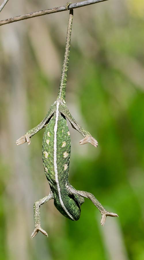 Reptilien und Zierfische Transport