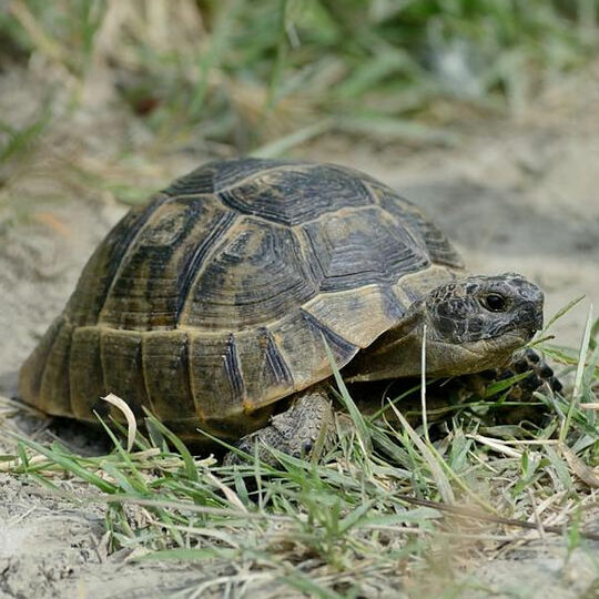 Maurische Landschildkröte