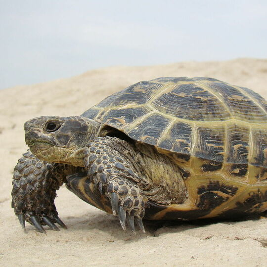 Vierzehnlandschildkröte