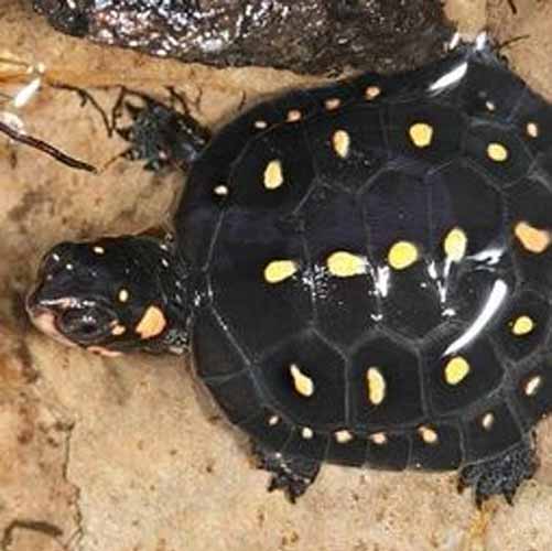 Ernährung Ernährung